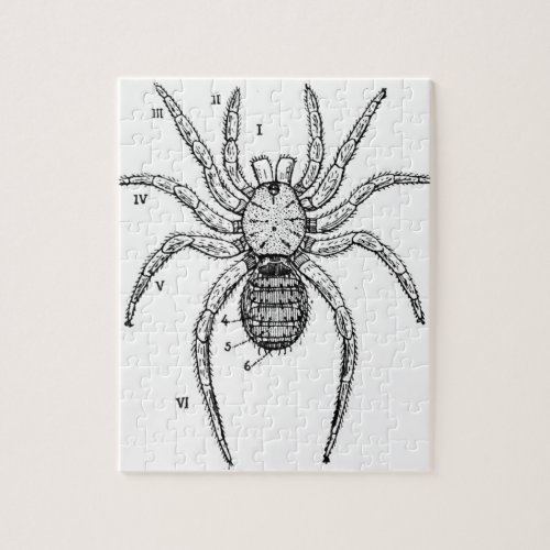 Vintage Spider Diagram Jigsaw Puzzle