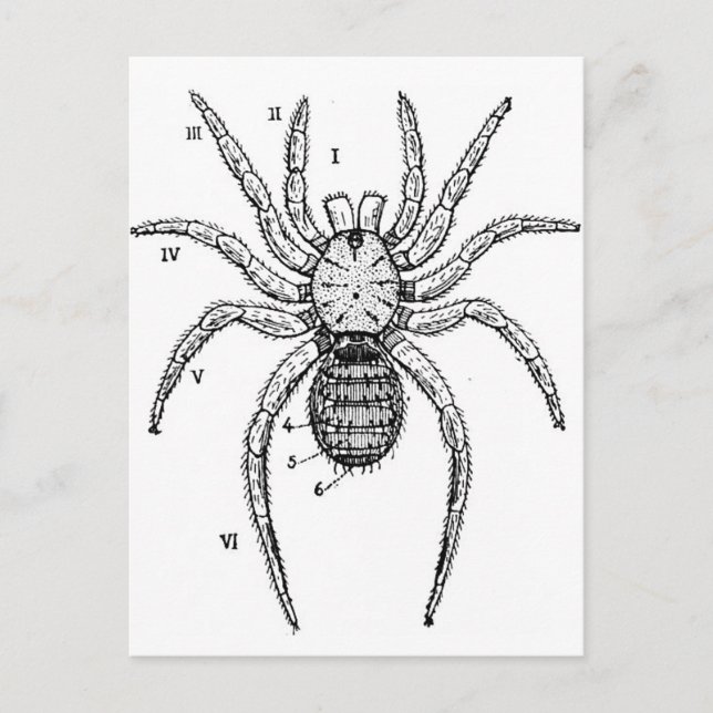 Vintage Spider Diagram Postcard (Front)