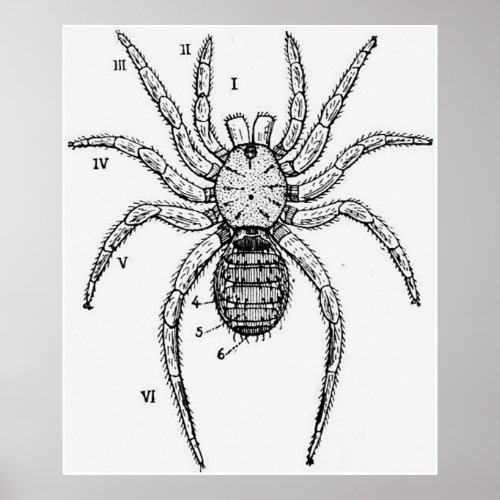 Vintage Spider Diagram Poster