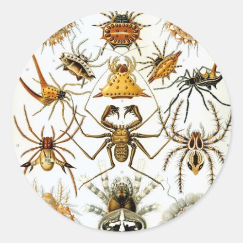 Vintage Spiders or Arachnids by Ernst Haeckel Classic Round Sticker