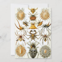 Vintage Spiders or Arachnids by Ernst Haeckel