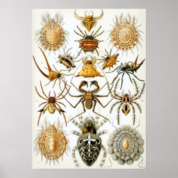 Vintage Spiders Or Arachnids By Ernst Haeckel Poster by Ernst_Haeckel_Art at Zazzle