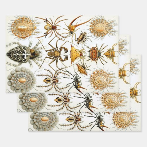 Vintage Spiders or Arachnids by Ernst Haeckel Wrapping Paper Sheets