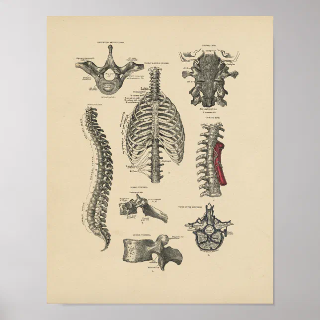 Vintage Spinal Anatomy 1880 Print | Zazzle