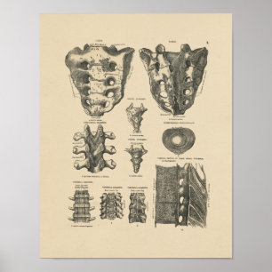 Vintage Spinal Bones 1880 Print