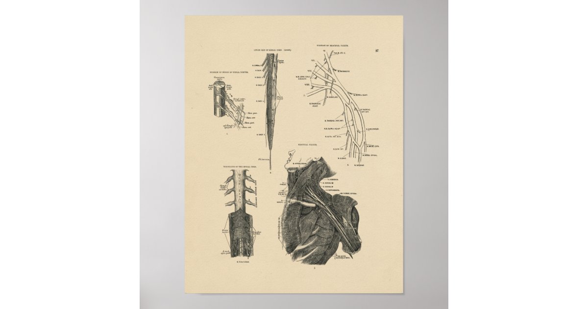 Vintage Spinal Nerves Anatomy 1880 Print | Zazzle