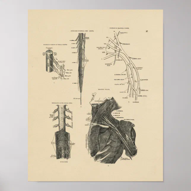 Vintage Spinal Nerves Anatomy 1880 Print | Zazzle