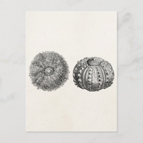 Vintage Spiny Sea Urchin Antique Template Postcard