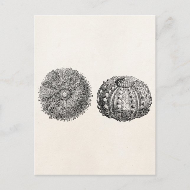 Vintage Spiny Sea Urchin Antique Template Postcard (Front)