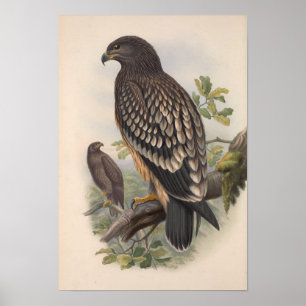 Vintage Spotted Eagle Bird Poster