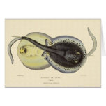 Vintage Spotted Stingrays, Marine Ocean Animals