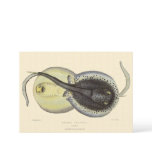 Vintage Spotted Stingrays, Marine Ocean Animals