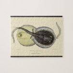 Vintage Spotted Stingrays, Marine Ocean Animals Jigsaw Puzzle