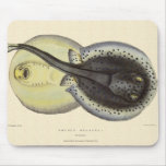 Vintage Spotted Stingrays, Marine Ocean Animals Mouse Pad