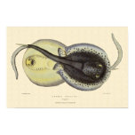 Vintage Spotted Stingrays, Marine Ocean Animals Poster