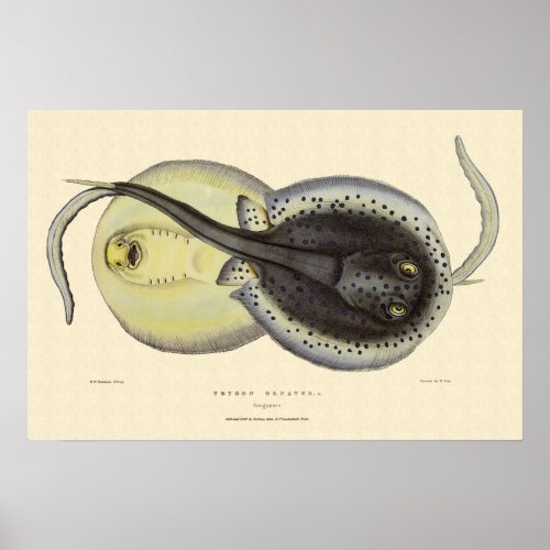 Vintage Spotted Stingrays Marine Ocean Animals Poster