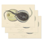 Vintage Spotted Stingrays, Marine Ocean Animals Wrapping Paper Sheets