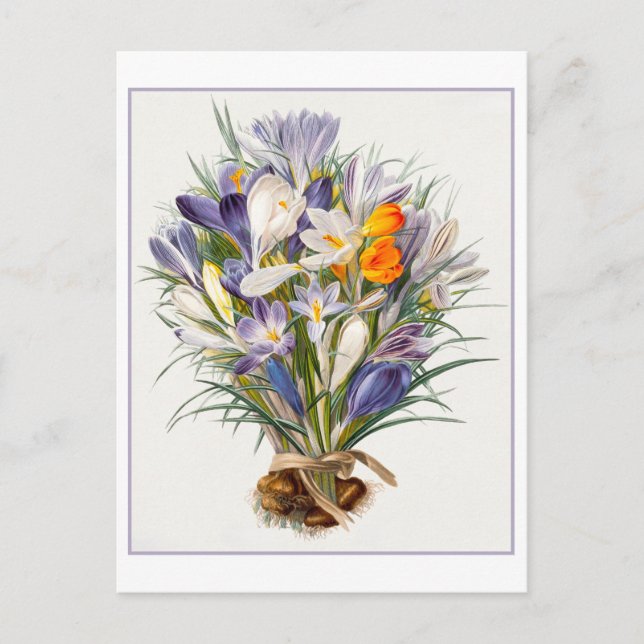Vintage Spring Crocus Illustration Postcard (Front)