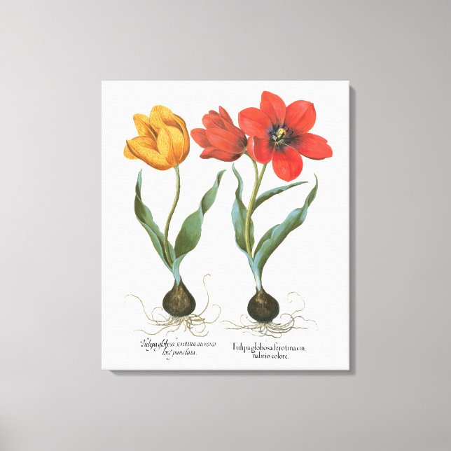 Vintage Spring Tulip Flowers by Basilius Besler Canvas Print (Front)