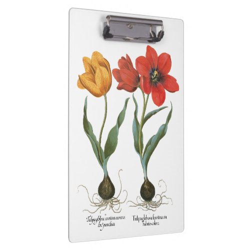 Vintage Spring Tulip Flowers by Basilius Besler Clipboard