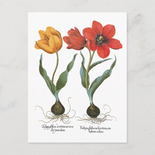 Vintage Spring Tulip Flowers by Basilius Besler Postcard (Front)