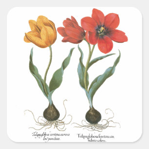 Vintage Spring Tulip Flowers by Basilius Besler Square Sticker
