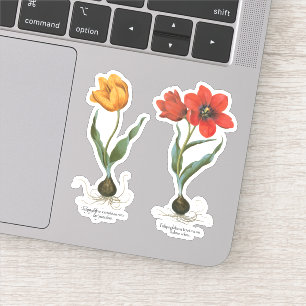 Vintage Spring Tulip Flowers by Basilius Besler Sticker