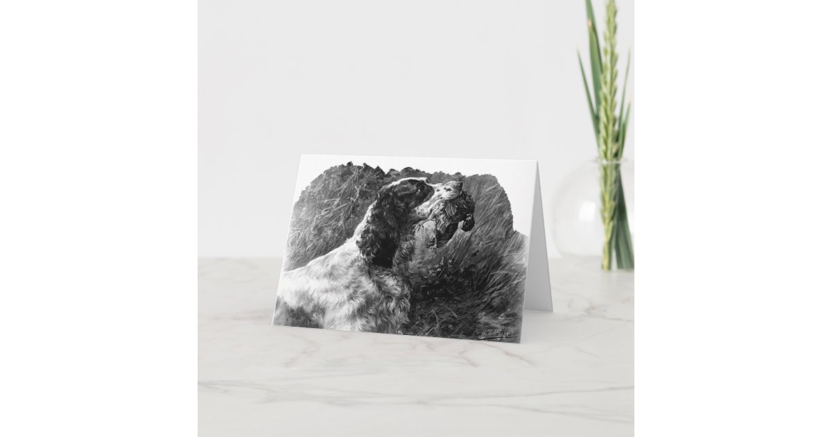 Vintage Springer Spaniel art Card | Zazzle