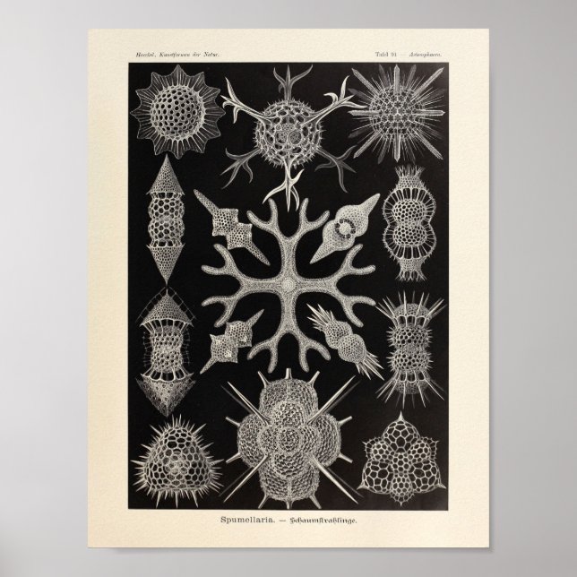 Vintage Spumellaria Ernst Haeckel Art Print (Front)