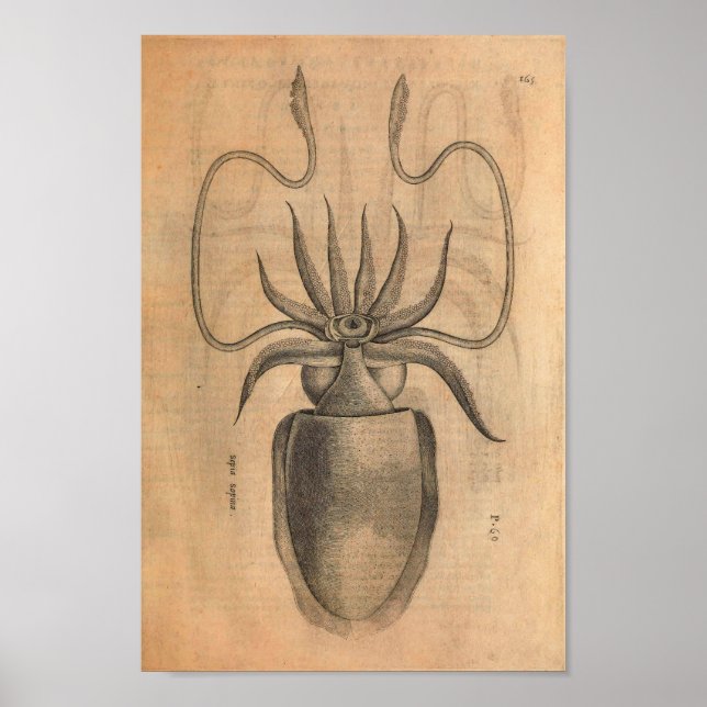 Vintage Squid Art Print Sea Life Illustration (Front)