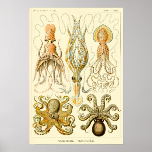 Vintage SquidOctopus Illustration Poster
