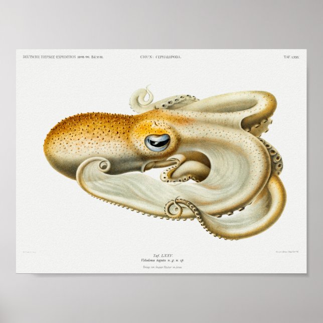 Vintage Squid/Octopus Illustration Poster (Front)