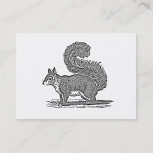 Vintage Squirrel Illustration - 1800's Squirrels Business Card