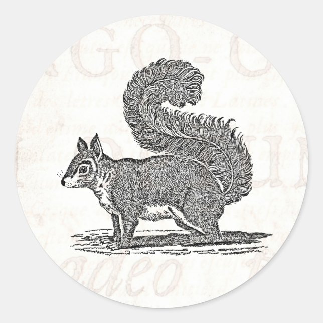 Vintage Squirrel Illustration - 1800's Squirrels Classic Round Sticker (Front)