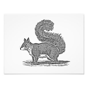 Vintage Squirrel Illustration - 1800's Squirrels Photo Print
