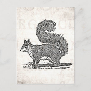 Vintage Squirrel Illustration - 1800's Squirrels Postcard