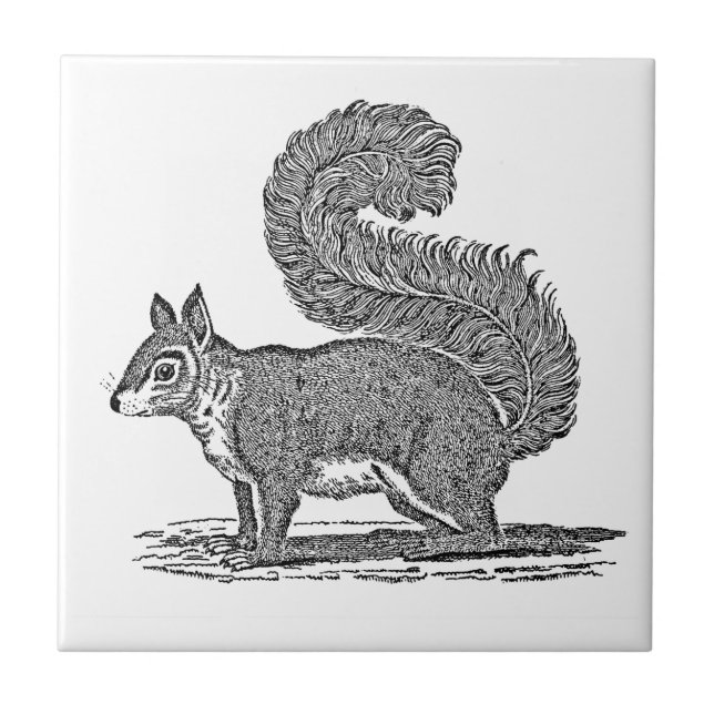 Vintage Squirrel Illustration - 1800's Squirrels Tile (Front)