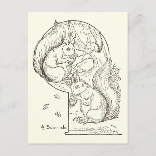 Vintage Squirrel Illustration Drawing Postcard