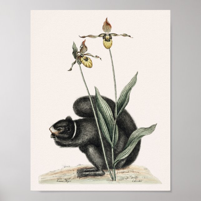 Vintage Squirrel Illustration Poster (Front)