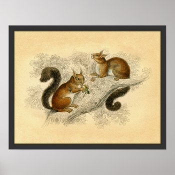 Vintage Squirrel Print by Kinder_Kleider at Zazzle