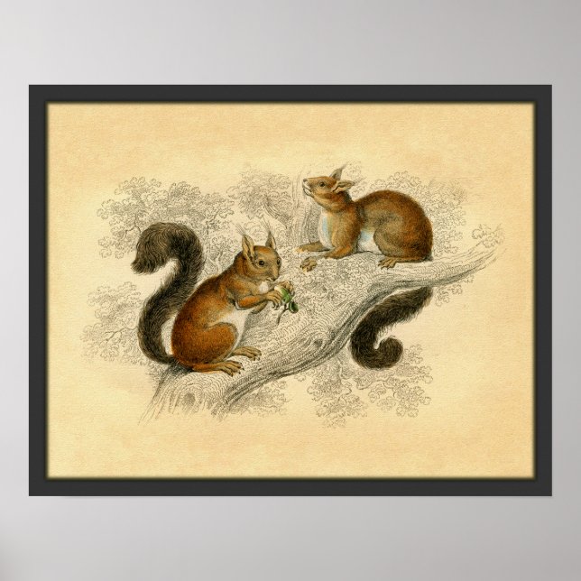 Vintage Squirrel Print (Front)