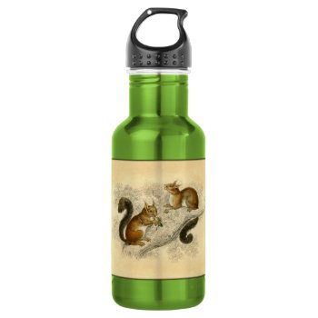 Vintage Squirrel Print Water Bottle by Kinder_Kleider at Zazzle
