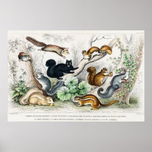 Vintage Squirrels Illustration Poster