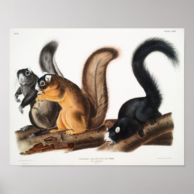 Vintage Squirrels Illustration Poster (Front)