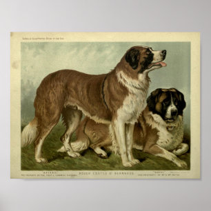 Vintage St Bernard Dogs Illustration Poster