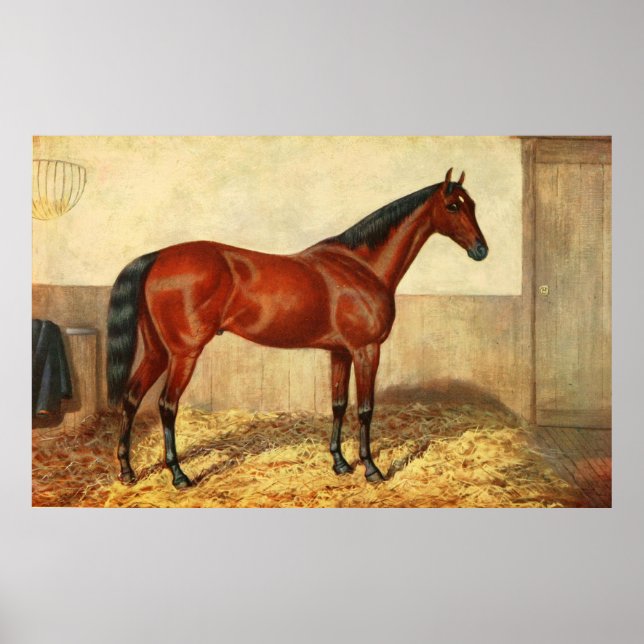 Vintage Stabled Horse Illustration (1905) Poster (Front)