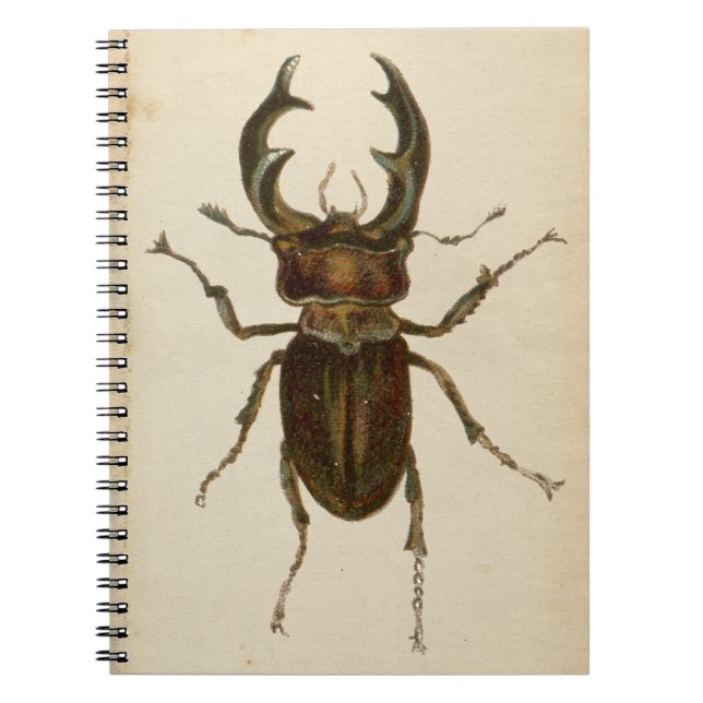 Vintage Stag Beetle Colour Illustration Notepad /  Notebook (Front)