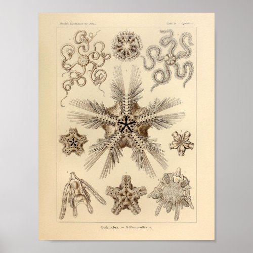 Vintage Star Fish Color Ernst Haeckel Print