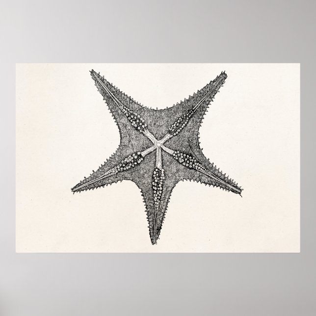 Vintage Starfish Antique Star Fish Template Poster (Front)