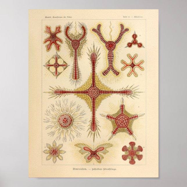 Vintage Starfish Ernst Haeckel Print Sea Life (Front)
